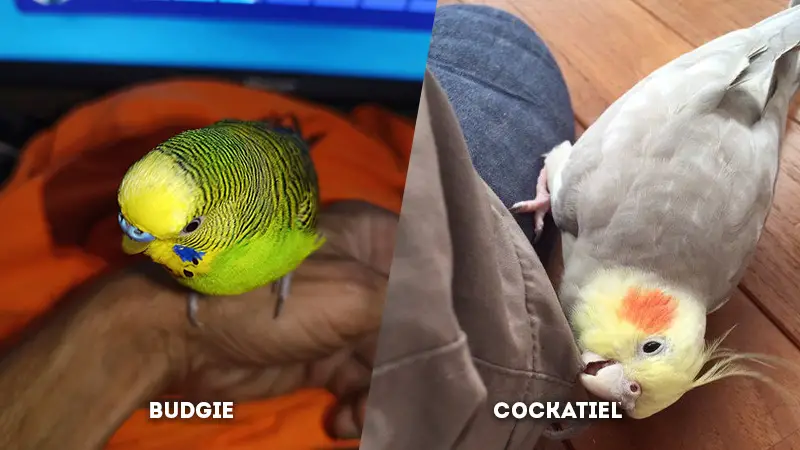 budgie vs cockatiel Behavior