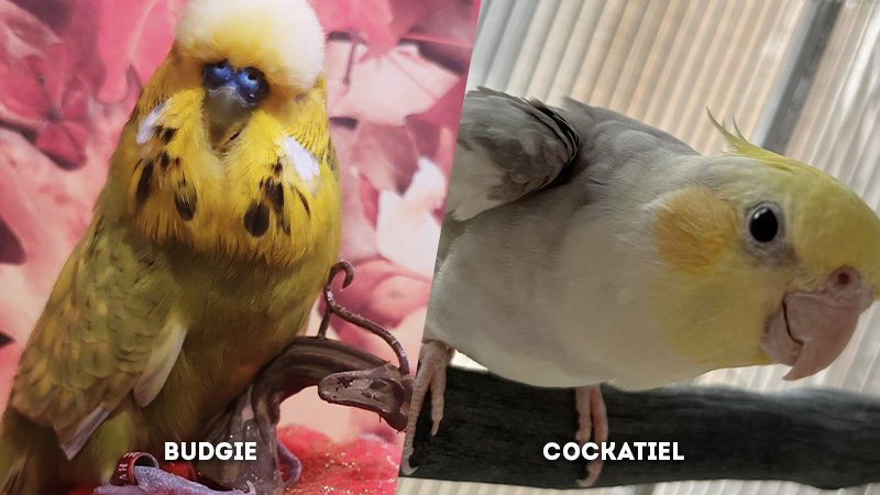 budgie vs cockatiel Feather