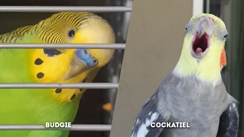 budgie vs cockatiel Vocalization