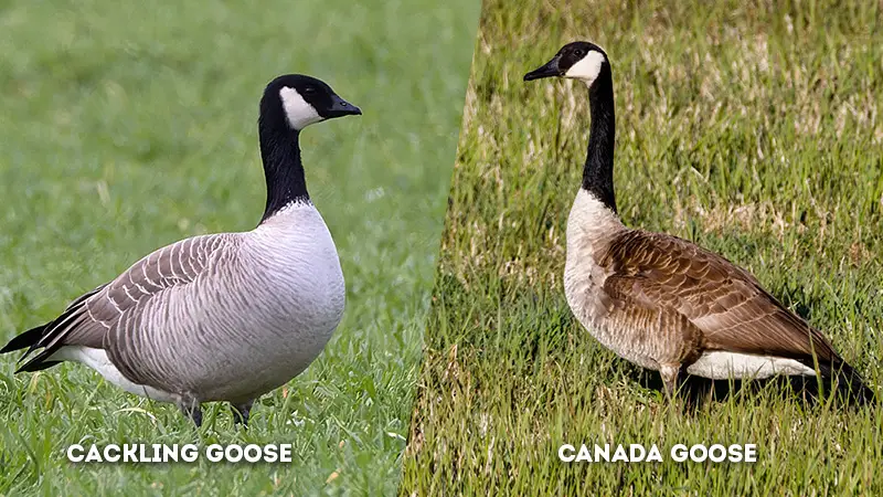 cackling goose vs canada goose Body Shape