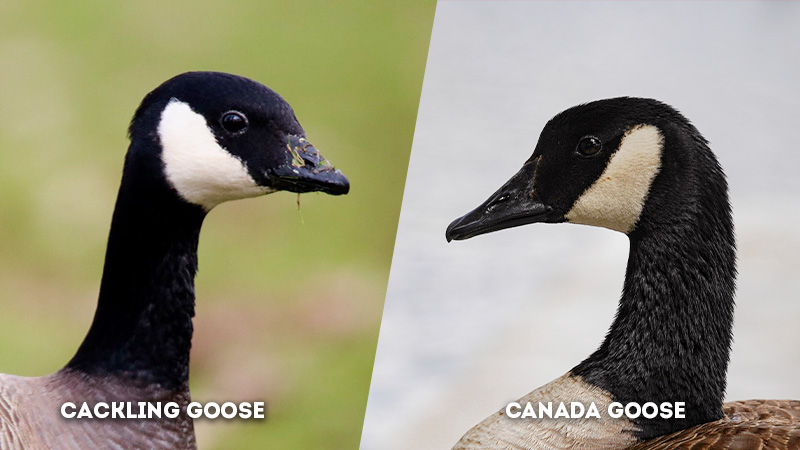 cackling goose vs canada goose Head Shape