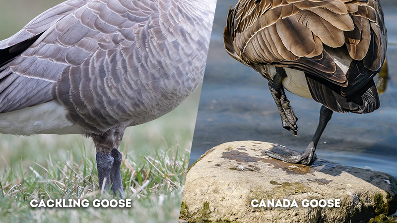 cackling goose vs canada goose Leg Lenth