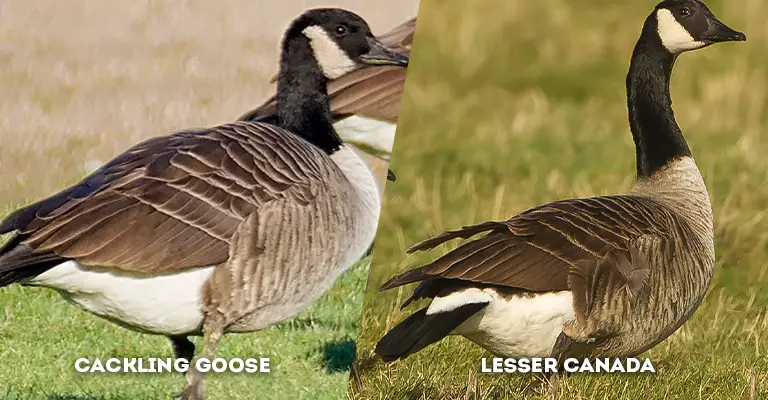 cackling goose vs lesser canada body shape