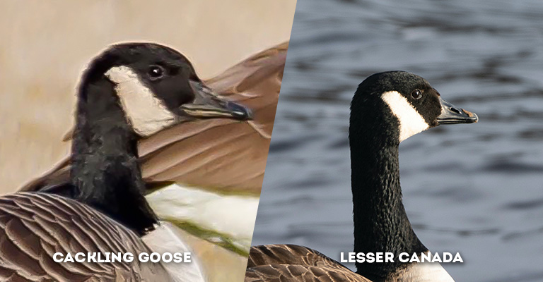 cackling goose vs lesser canada eye size