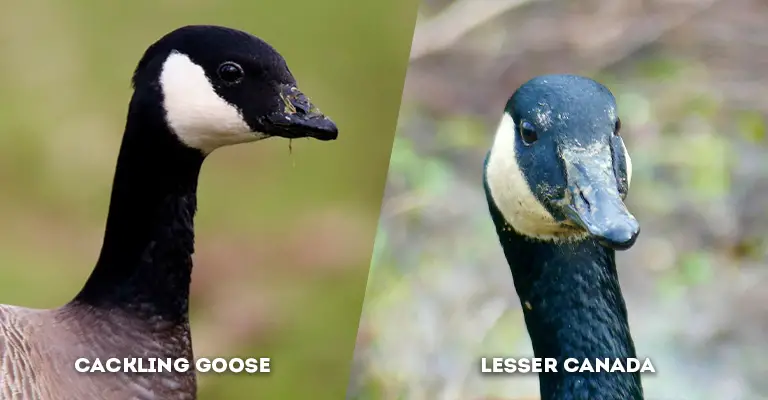 cackling goose vs lesser canada head shape