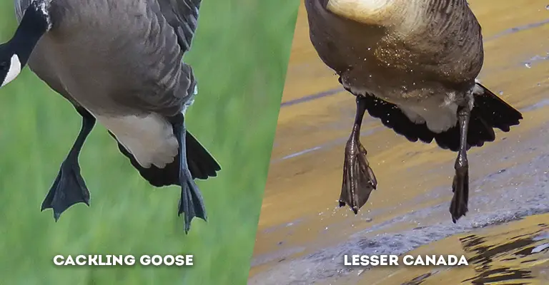 cackling goose vs lesser canada leg color