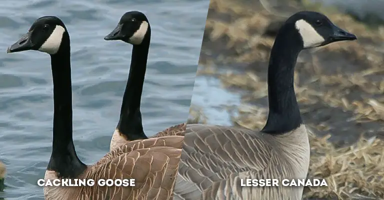 cackling goose vs lesser canada neck