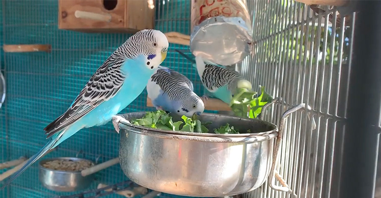 can parakeets eat kale