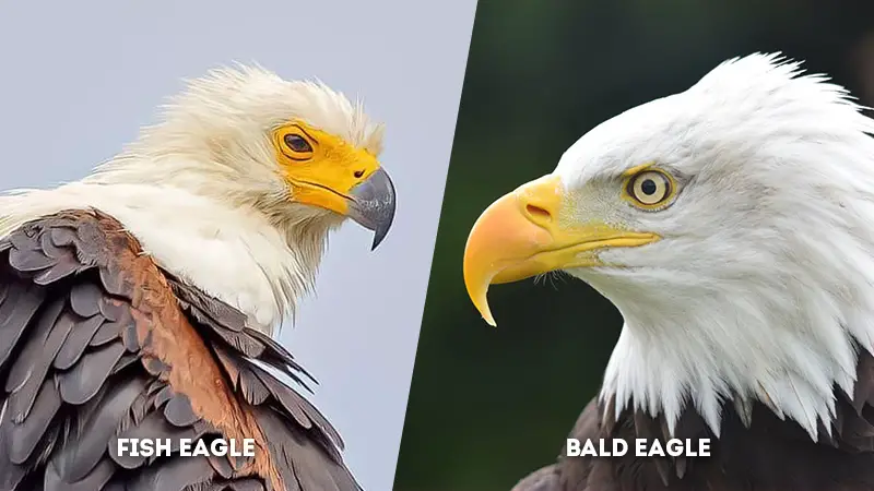 fish eagle vs bald eagle Eye color
