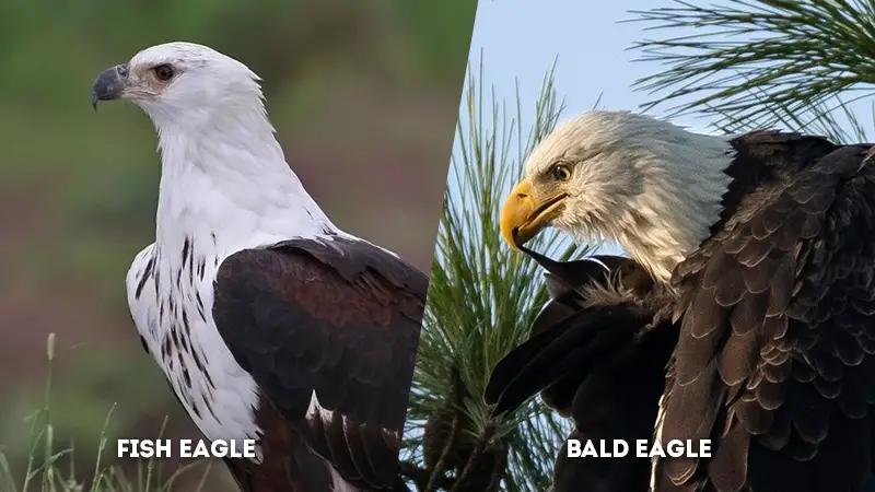 fish eagle vs bald eagle Neck Color