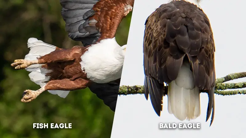 fish eagle vs bald eagle Tail Color