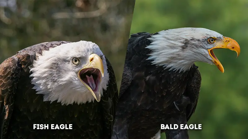 fish eagle vs bald eagle Vocalization