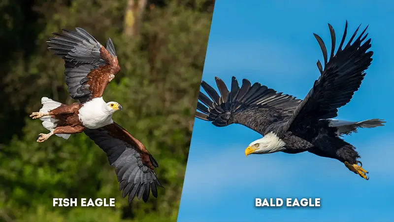 fish eagle vs bald eagle Wing Shape