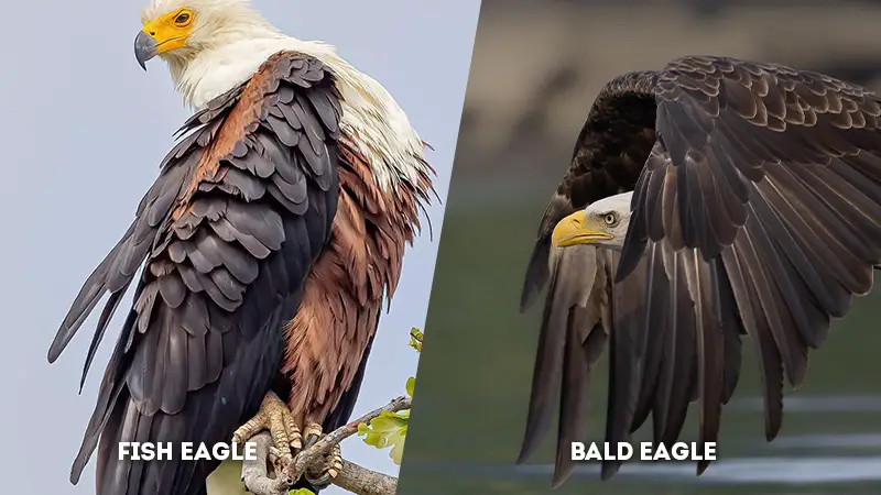 fish eagle vs bald eagle Win Span