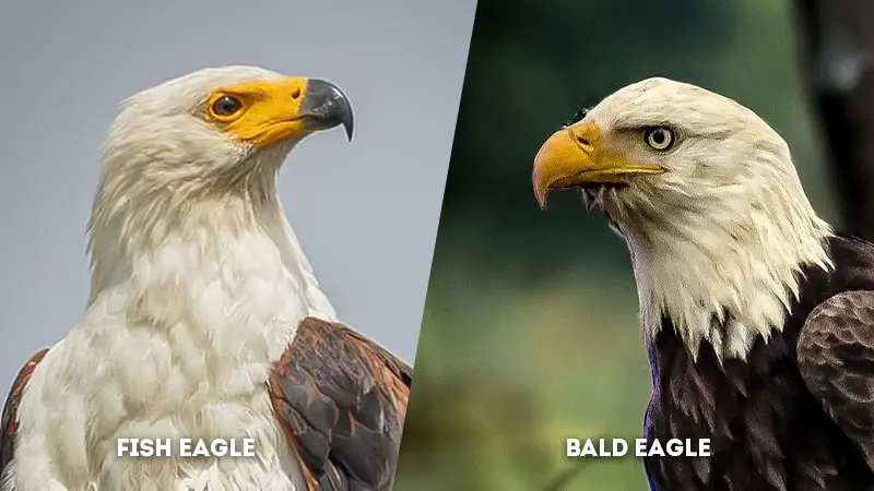 fish eagle vs bald eagle Head Color