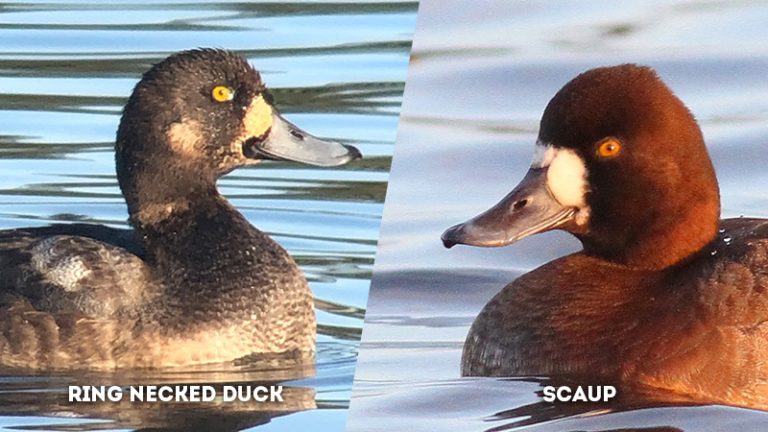 Greater Scaup Vs Lesser Scaup The Worlds Rarest Birds