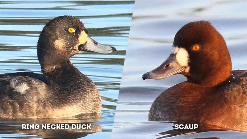 greater scaup vs lesser scaup eye color