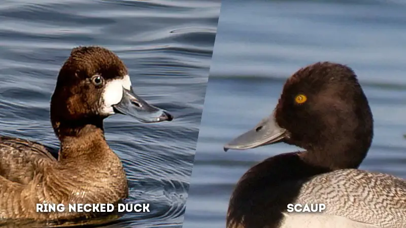 greater scaup vs lesser scaup head shape