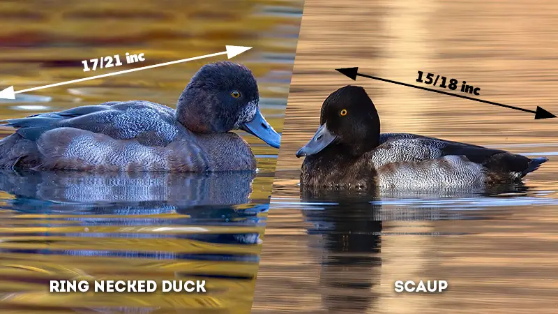 greater scaup vs lesser scaup size
