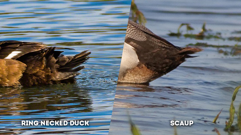 greater scaup vs lesser scaup tail