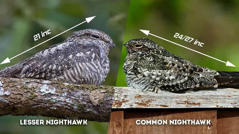 lesser nighthawk vs common nighthawk Size