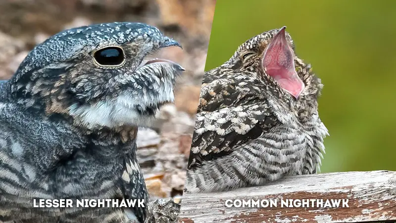 lesser nighthawk vs common nighthawk Vocalization