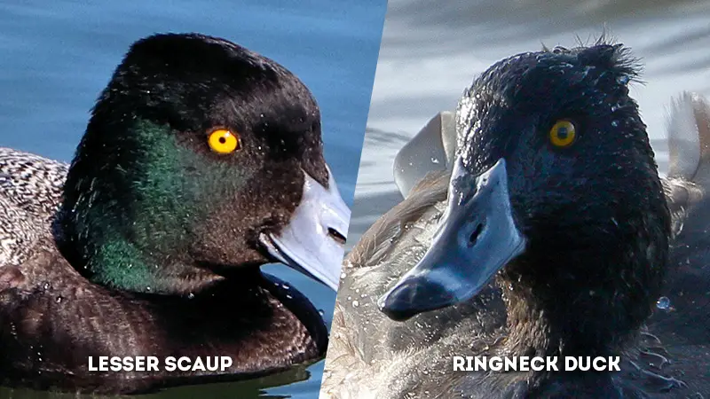 lesser scaup vs ringneck duck eye color