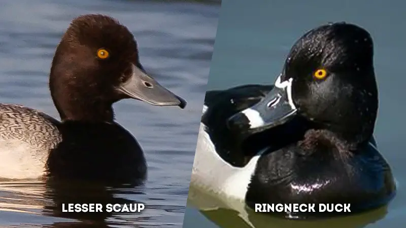 lesser scaup vs ringneck duck head color