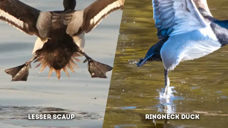 lesser scaup vs ringneck duck leg