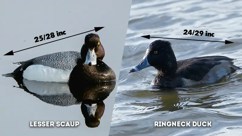 lesser scaup vs ringneck duck size