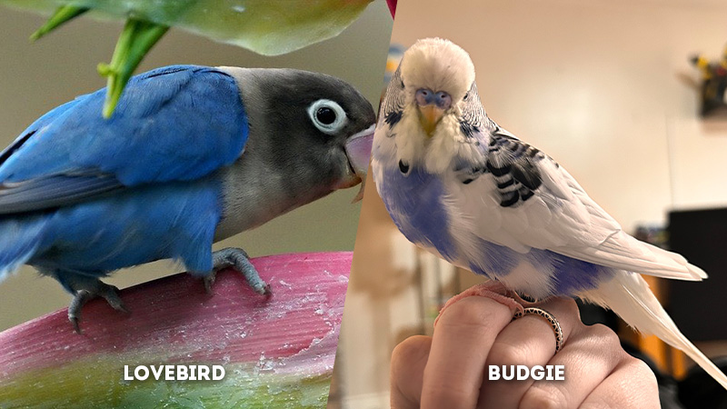 lovebird vs budgie Feather plucking