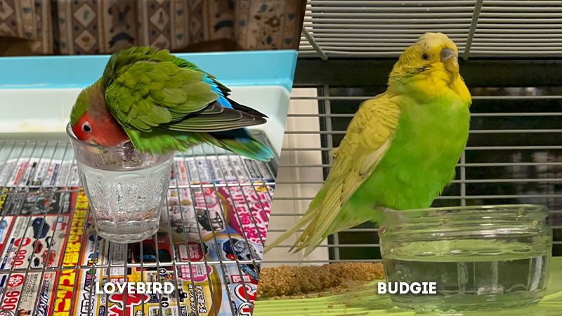 lovebird vs budgie Diet