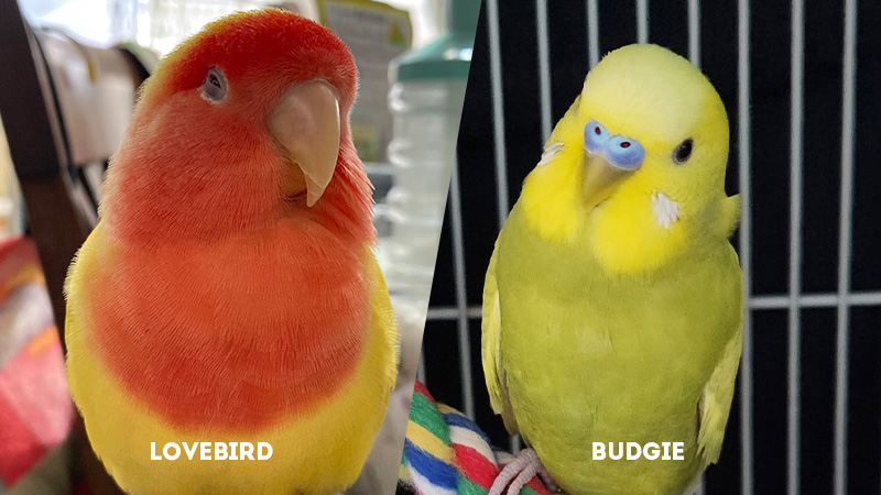 lovebird vs budgie Vocalization
