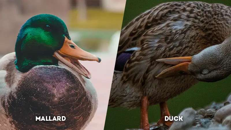 mallard vs duck Vocalization