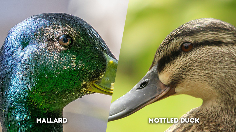mallard vs mottled duck Eye Stripe