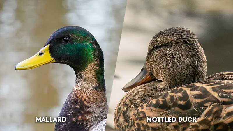 mallard vs mottled duck Head Color
