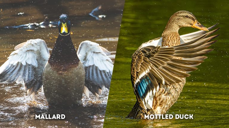 Mallard vs. Mottled Duck: The Key Differences - The Worlds Rarest Birds