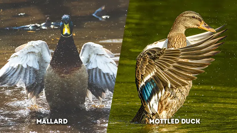 mallard vs mottled duck Wing