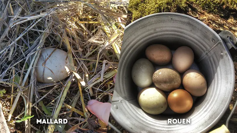 mallard vs rouen egg