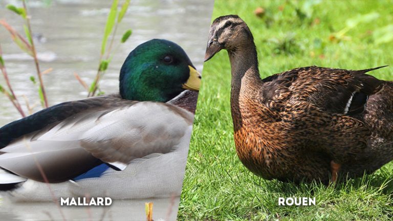 Mallard vs. Rouen: What are the Differences? - The Worlds Rarest Birds