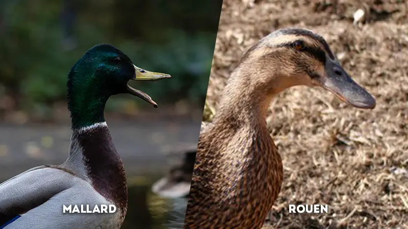mallard vs rouen quack call