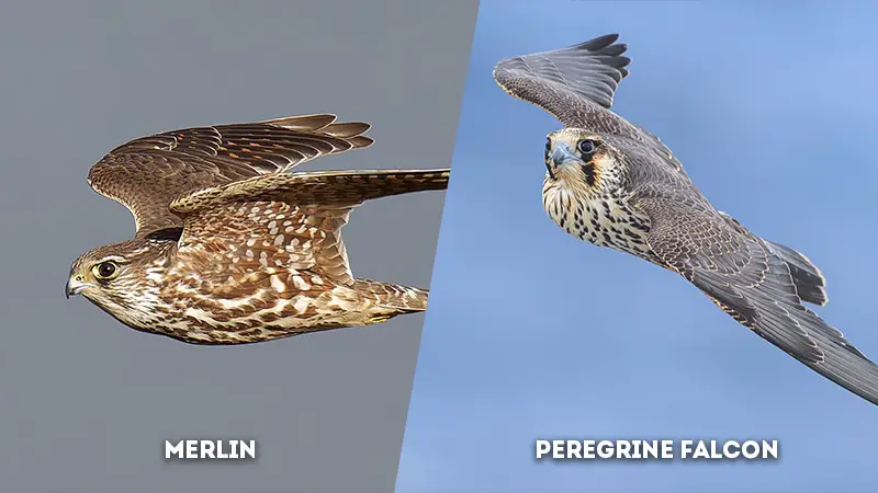 merlin vs peregrine falcon Flying Speed