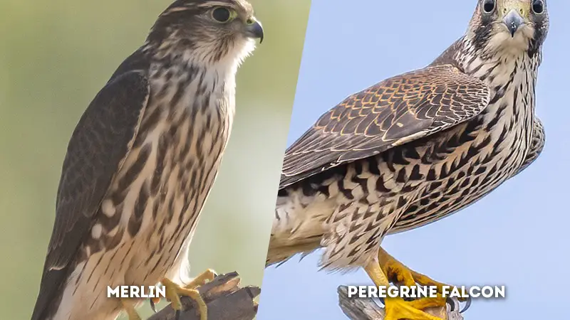 merlin vs peregrine falcon Chest