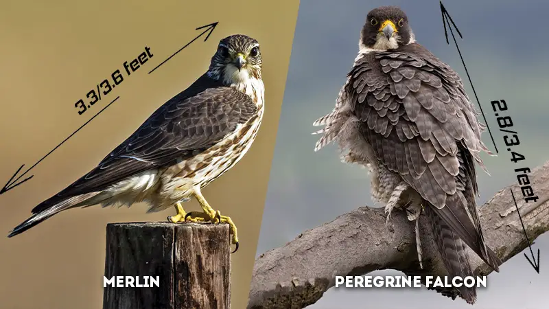 merlin vs peregrine falcon Size