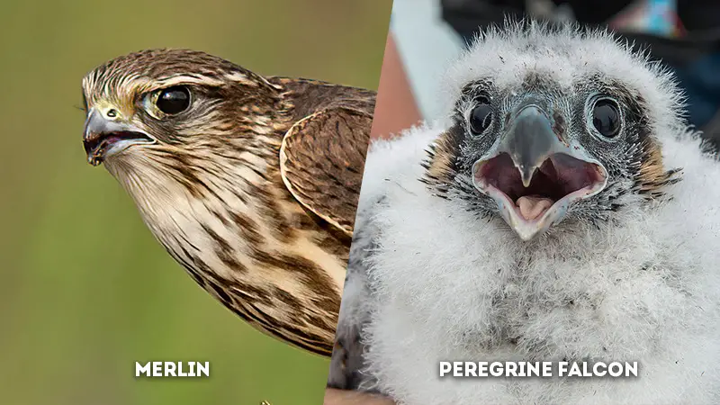 merlin vs peregrine falcon Voice