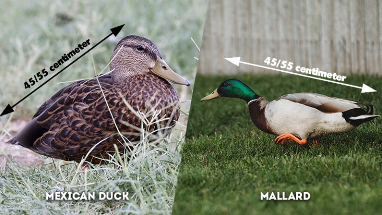 Mexican Duck vs. Mallard: How are They Different? - The Worlds Rarest Birds