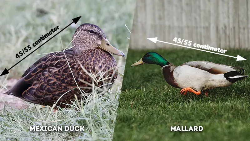mexican duck vs mallard size