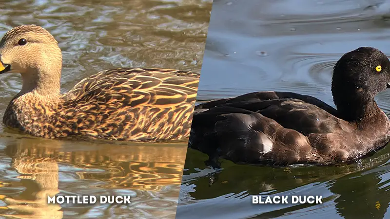 mottled duck vs black duck body color