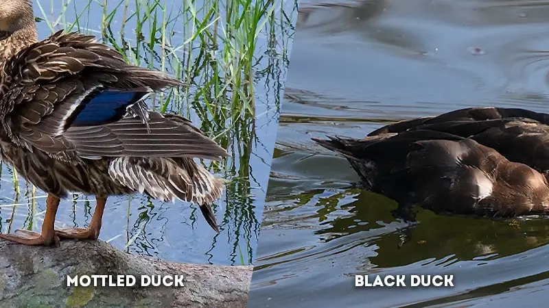 mottled duck vs black duck Tail
