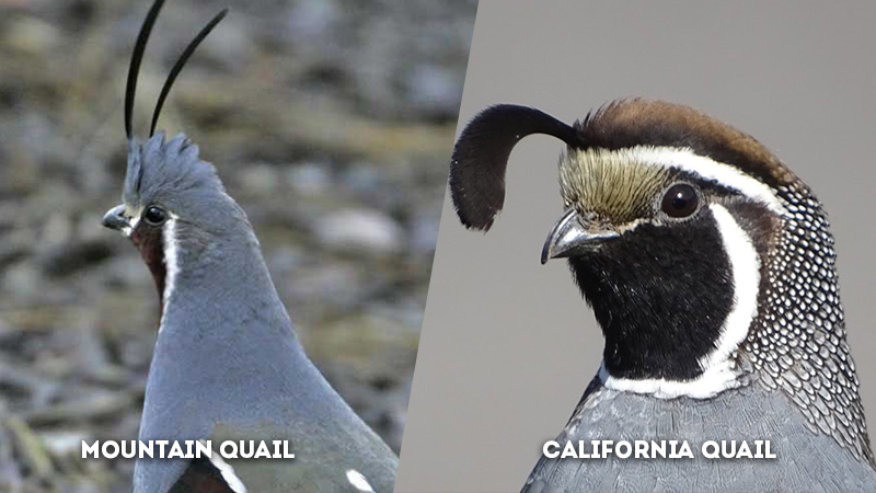 mountain quail vs california quail head